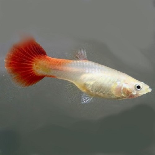 Poecilia reticulatus, Lebistes reticulatus - Guppy femelle blond