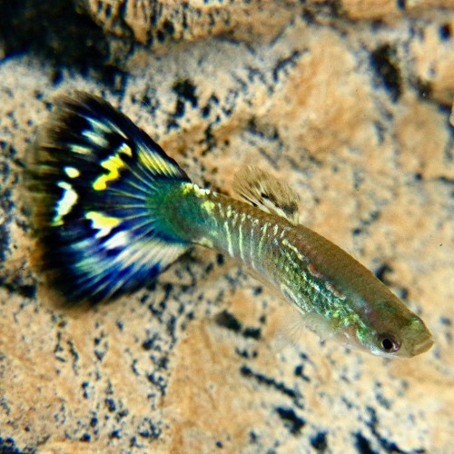 Poecilia reticulatus, Lebistes reticulatus - Guppy male blue mosaic