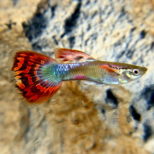 Poecilia reticulatus, Lebistes reticulatus - Guppy male rainbow mosaic