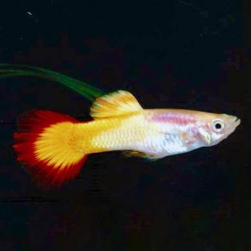 Poecilia reticulatus, Lebistes reticulatus - Guppy male micariff sunset M