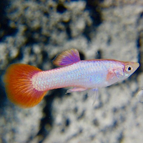 Guppy male pink tail M