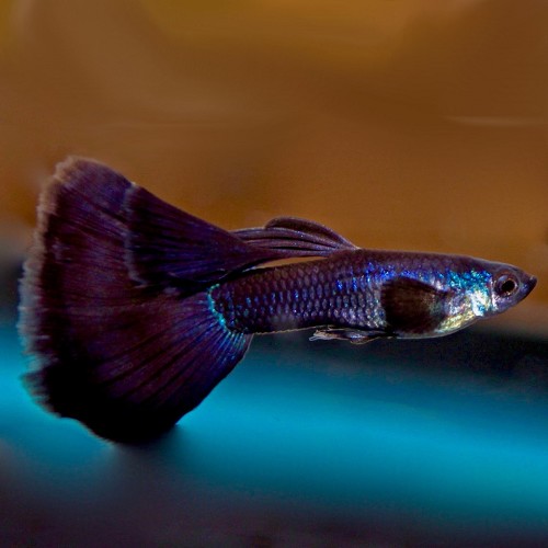 Poecilia reticulatus, Lebistes reticulatus - Guppy male noir moscow