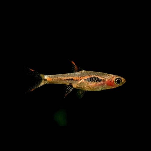 Boraras merah, Merah rasbora, phoenix rasbora - Mini rasbora M