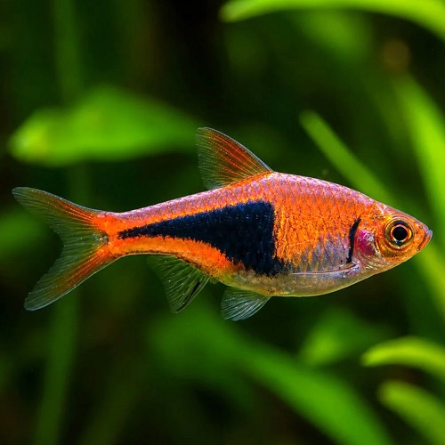 Rasbora heteromorpha - Arlequin