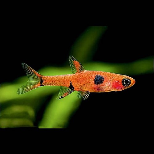 Rasbora maculata, Boraras maculatus - Rasbora nain