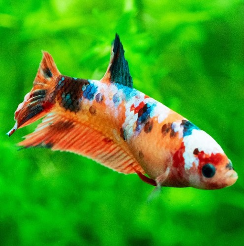 Combattant koi female