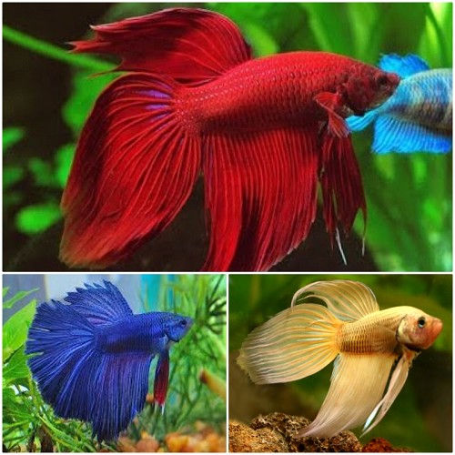 Betta splendens (mixed) - Combattant mâles assortis XL