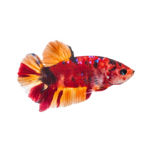Marble plakat betta koi XL