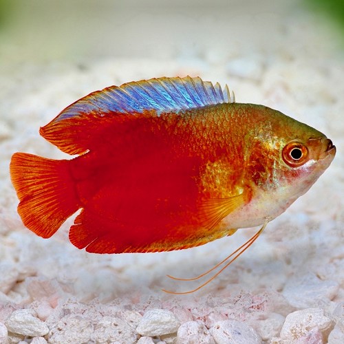 Colisa lalia red - Gourami arc en ciel rouge L