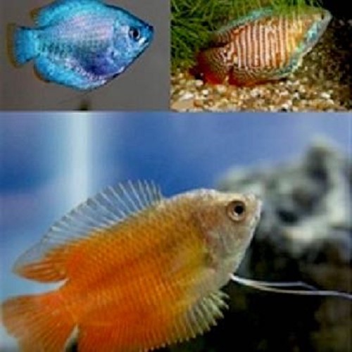 Colisa lalia mix - Gourami arc en ciel assortis L