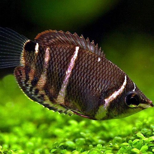 Sphaerichthys osphromenoides - Gourami chocolat