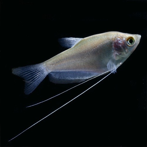 Trichogaster microlepis - Gourami clair de lune L