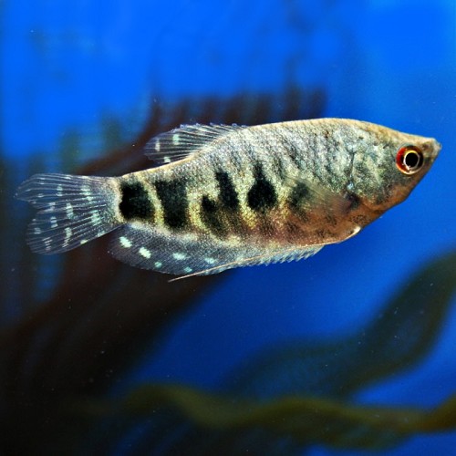 Trichogaster trichopterus marble - Gourami marbré M