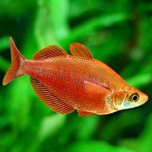 Glossolepis incisus - Arc en ciel rouge saumon ML