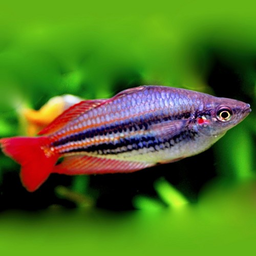 Melanotaenia australis L