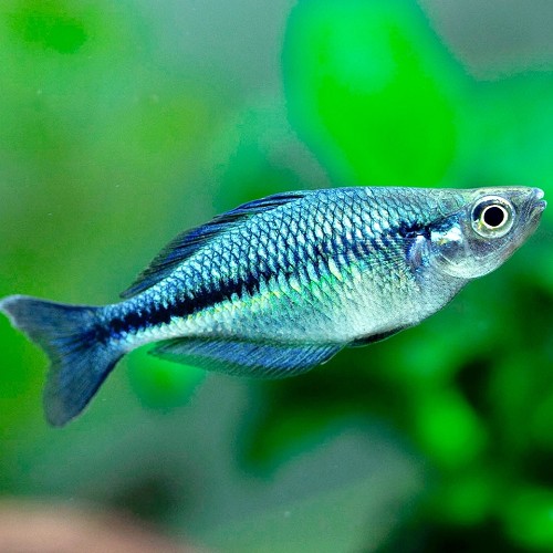 Melanotaenia lacustris - Arc en ciel turquoise M