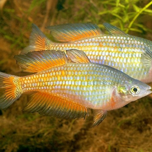 Melanotaenia parkinsoni - Poisson arc en ciel