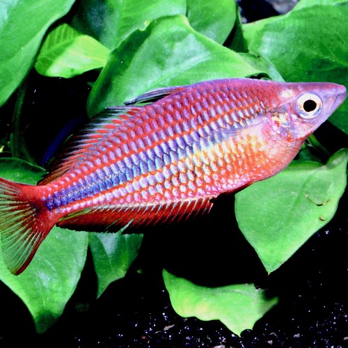 Melanotaenia trifasciata - Arc en ciel diamant M
