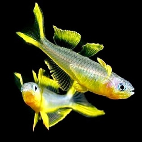 Pseudomugil furcatus - Bleu oeil de forktail