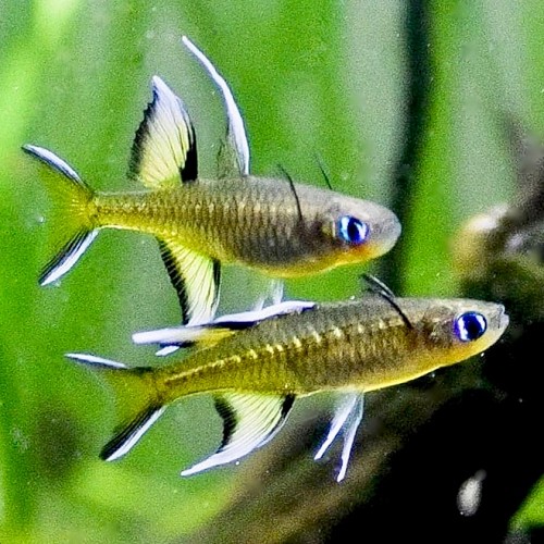 Pseudomugil signifer - Athérine-papillon M