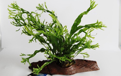 Microsorum (feuilles crispées) sur rocheracine S