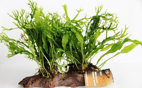 Microsorium crisped leaves stonewood (M)