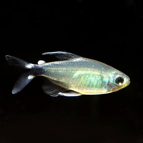Hyphessobrycon elachys
