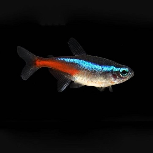 Paracheirodon innesi - Neon L