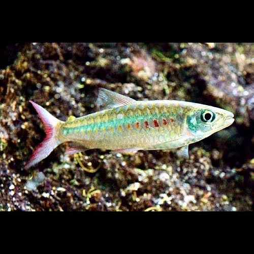 Chalceus macrolepidotus - Characin à queue rose