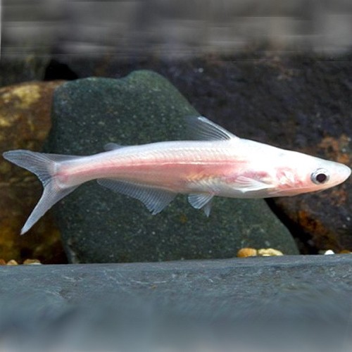 Pangasius hypophthalmus albino - Requin bleu albino M
