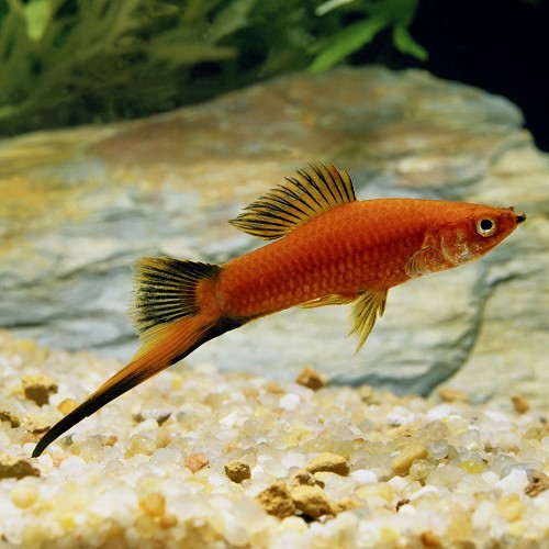 Xiphophorus helleri - Porte épée wagtail ML