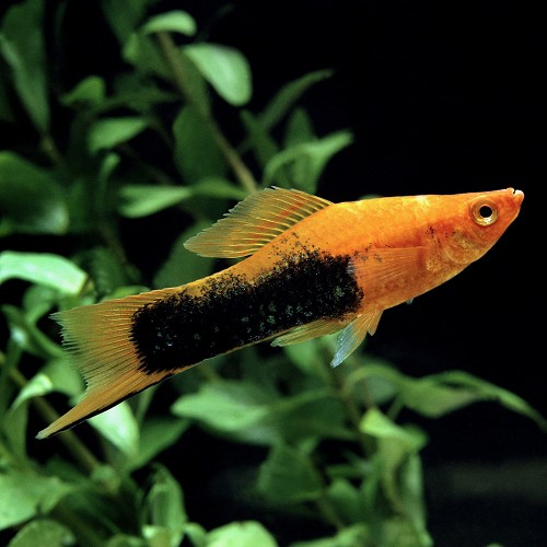 Xiphophorus helleri - Porte épée tuxedo ML