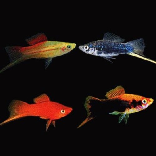 Xiphophorus helleri mixed color - Porte épée couleurs mélangées ML