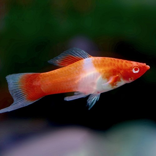Xiphophorus helleri red eye kohaku - Porte épée koi M