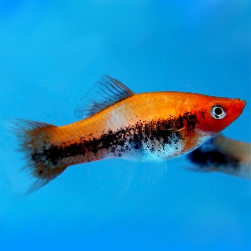 Xiphophorus helleri tricolor - Porte épée tricolor ML