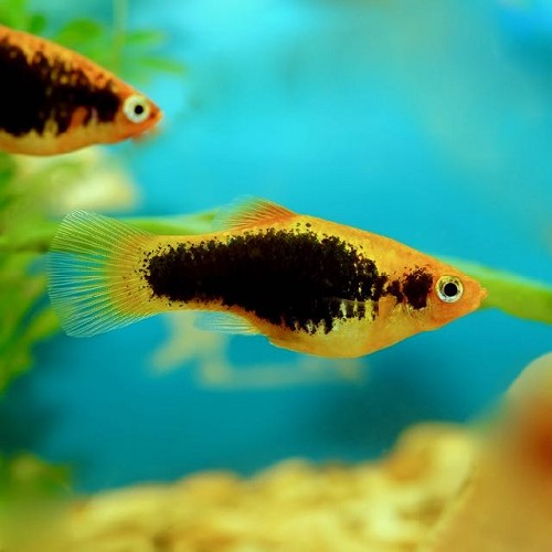 Xiphophorus maculatus - Platy tuxedo jaune M