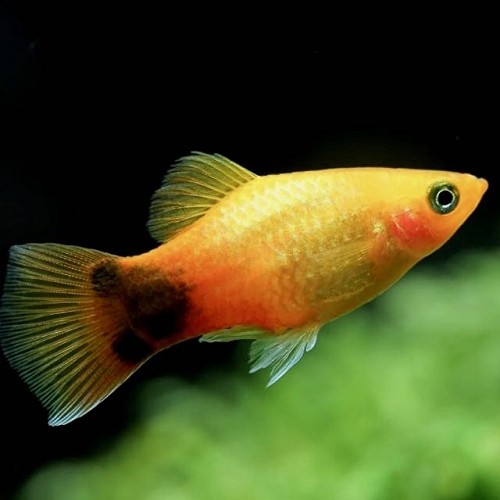 Xiphophorus maculatus - Platy  mickey mouse gold