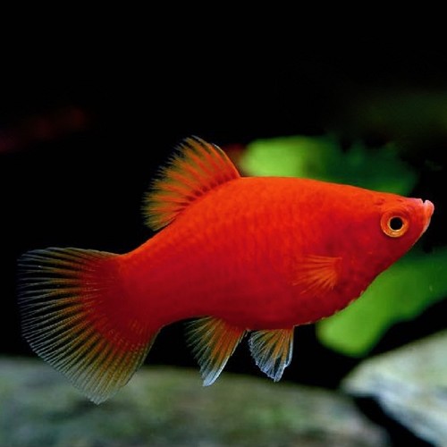Xiphophorus maculatus - Platy corail M