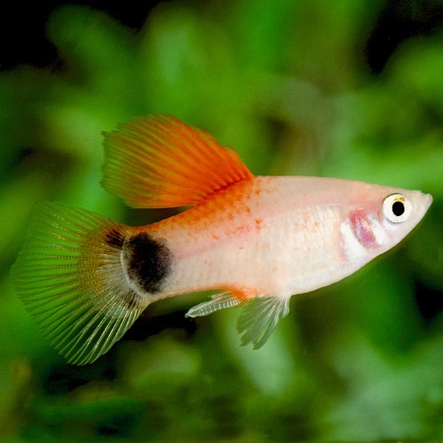 Xiphophorus maculatus - Platy haut rouge high fin M