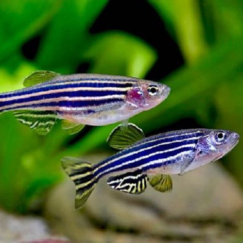 Brachydanio rerio - Danio zebre L