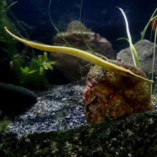 Doryichthys martensii - Syngnathe annelé 12-15 cm