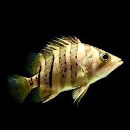 Datnoides microlepis - Perche tigre (4 cm)