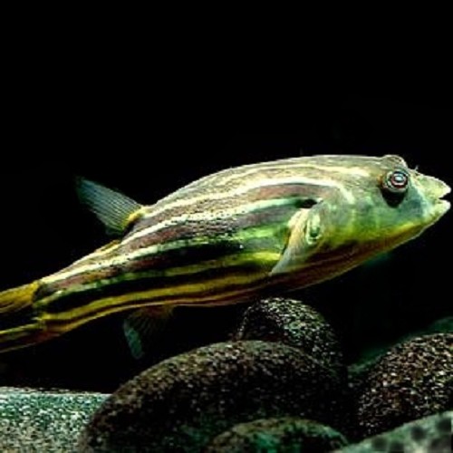 Tetraodon fahaka - Poisson ballon Afrique S