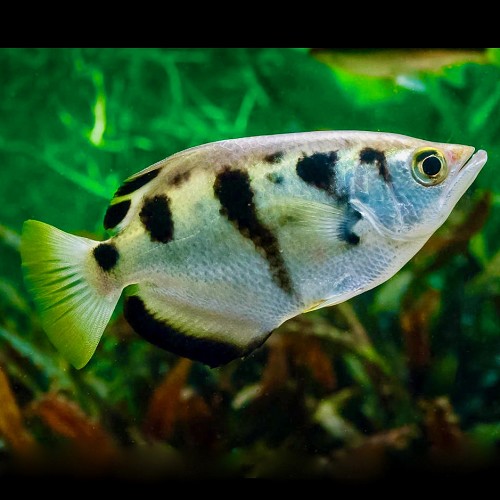 Toxotes jaculatrix - Poisson archer 6-8 cm