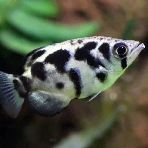 Toxotes blythii - Poisson archer léopard doré ML