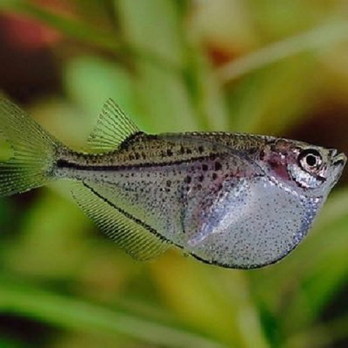 Gasteropelecus sternicla - Poisson hachette argenté