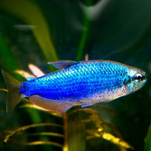 Inpaichthys kerry sp. super blue - Faux tetra empereur super bleu M