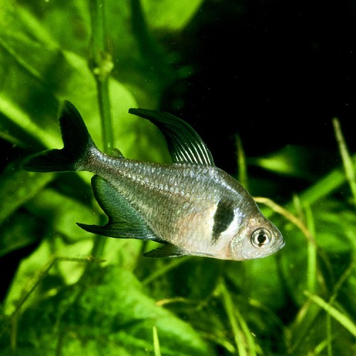 Megalamphodus megalopterus - Tetra fantome noir L