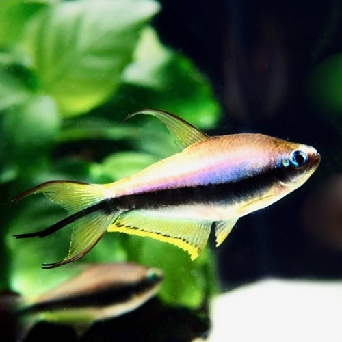 Nematobrycon palmeri - Tetra empereur M