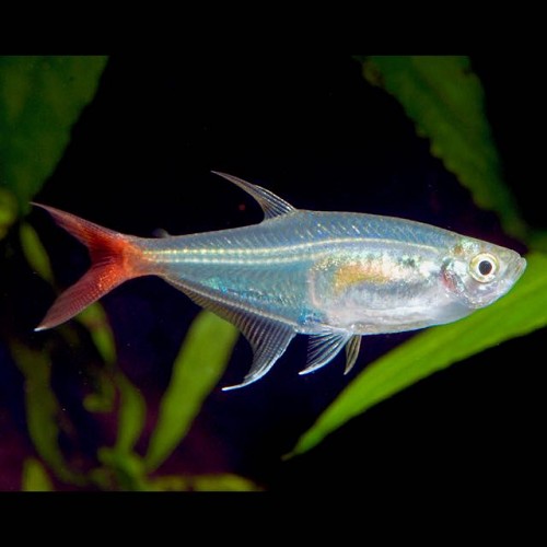 Prionobrama filigera - Characin de verre à queue rouge M